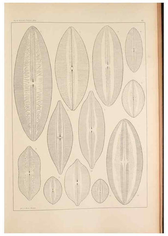 Reproducción/Reproduction 49352630302: Atlas der Diatomaceen-Kunde /. Leipzig :O.R. Reisland,[1874-19.. 