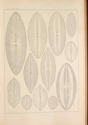 Reproducción/Reproduction 49352630302: Atlas der Diatomaceen-Kunde /. Leipzig :O.R. Reisland,[1874-19.. 