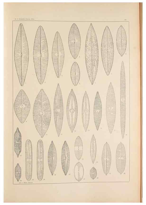 Reproducción/Reproduction 49352425101: Atlas der Diatomaceen-Kunde /. Leipzig :O.R. Reisland,[1874-19.. 