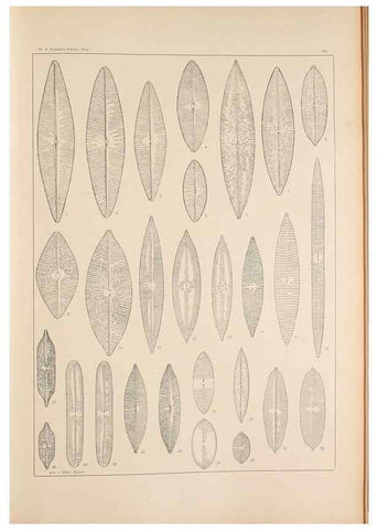 Reproducción/Reproduction 49352425101: Atlas der Diatomaceen-Kunde /. Leipzig :O.R. Reisland,[1874-19.. 