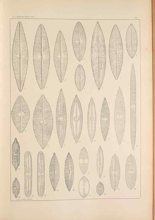 Reproducción/Reproduction 49352425101: Atlas der Diatomaceen-Kunde /. Leipzig :O.R. Reisland,[1874-19.. 