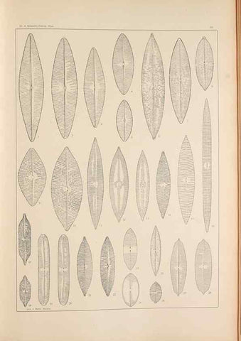 Reproducción/Reproduction 49352425101: Atlas der Diatomaceen-Kunde /. Leipzig :O.R. Reisland,[1874-19.. 