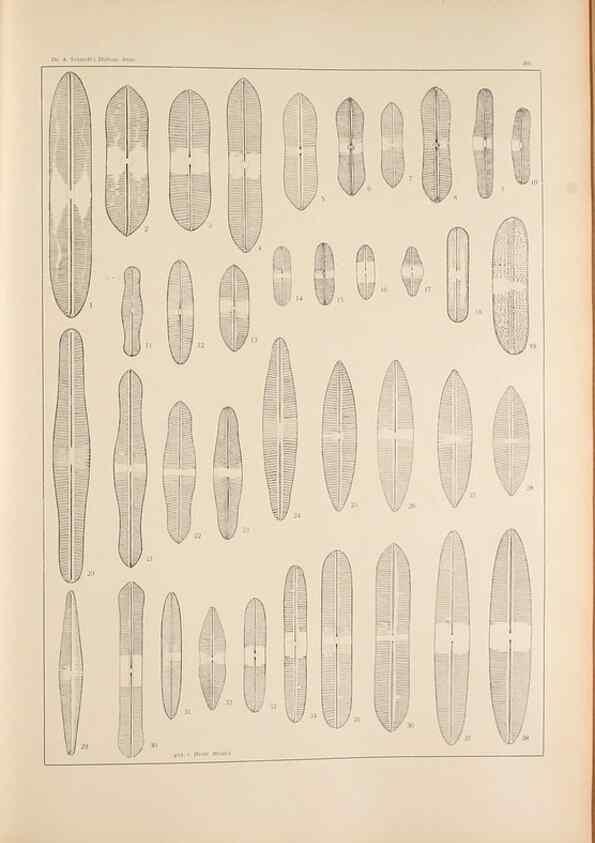 Reproducción/Reproduction 49352425496: Atlas der Diatomaceen-Kunde /. Leipzig :O.R. Reisland,[1874-19.. 
