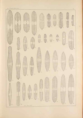 Reproducción/Reproduction 49352425496: Atlas der Diatomaceen-Kunde /. Leipzig :O.R. Reisland,[1874-19.. 
