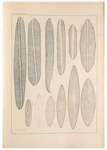 Reproducción/Reproduction 49352631892: Atlas der Diatomaceen-Kunde /. Leipzig :O.R. Reisland,[1874-19.. 