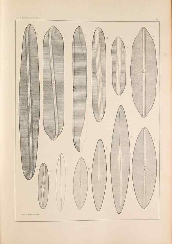 Reproducción/Reproduction 49352631892: Atlas der Diatomaceen-Kunde /. Leipzig :O.R. Reisland,[1874-19.. 