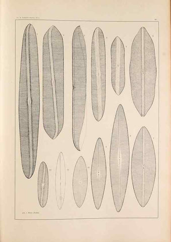 Reproducción/Reproduction 49352631892: Atlas der Diatomaceen-Kunde /. Leipzig :O.R. Reisland,[1874-19.. 