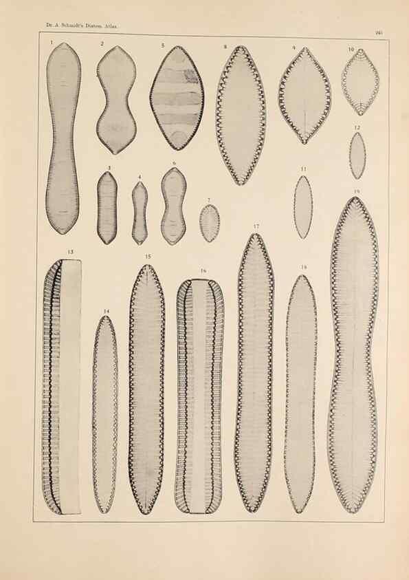 Reproducción/Reproduction 49352626727: Atlas der Diatomaceen-Kunde /. Leipzig :O.R. Reisland,[1874-19.. 