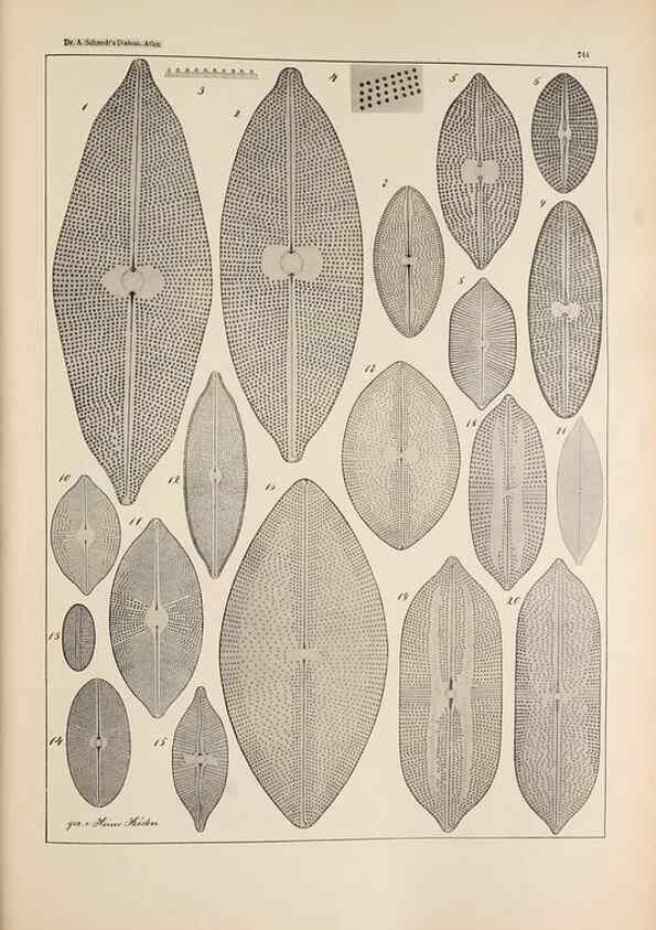 Reproducción/Reproduction 49352420441: Atlas der Diatomaceen-Kunde /. Leipzig :O.R. Reisland,[1874-19.. 