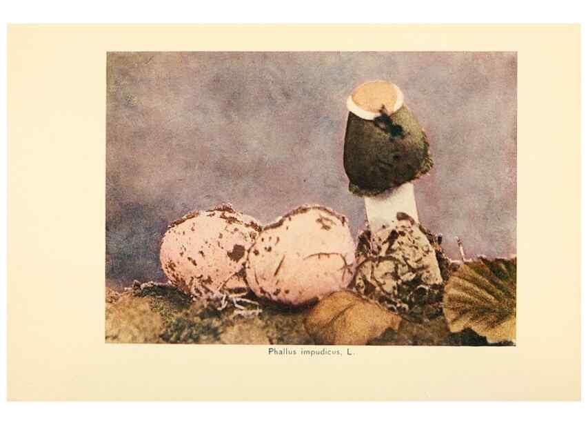 Reproducción/Reproduction 49345311073: The mushroom book.. New York,Doubleday, Page,1901.. 