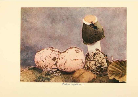 Reproducción/Reproduction 49345311073: The mushroom book.. New York,Doubleday, Page,1901.. 