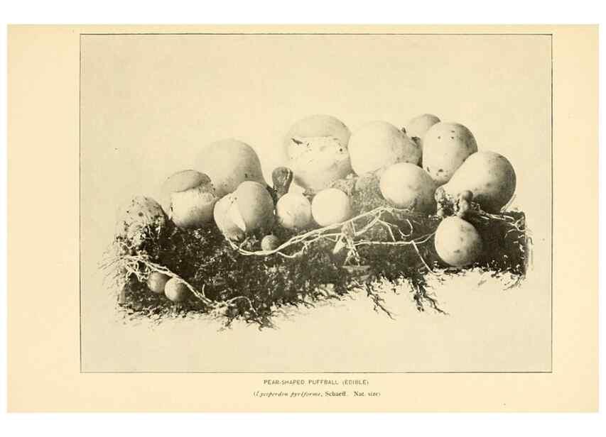 Reproducción/Reproduction 49345771936: The mushroom book.. New York,Doubleday, Page,1901.. 
