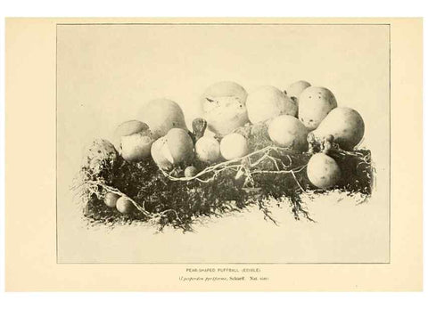Reproducción/Reproduction 49345771936: The mushroom book.. New York,Doubleday, Page,1901.. 
