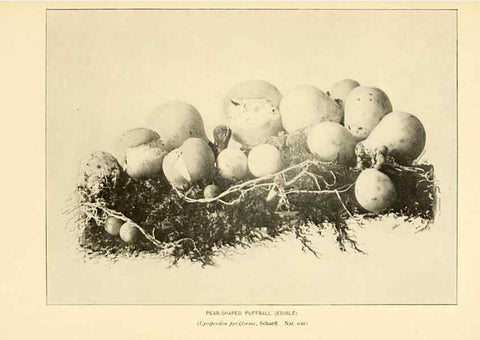 Reproducción/Reproduction 49345771936: The mushroom book.. New York,Doubleday, Page,1901.. 