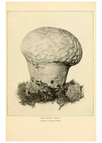Reproducción/Reproduction 49345772326: The mushroom book.. New York,Doubleday, Page,1901.. 
