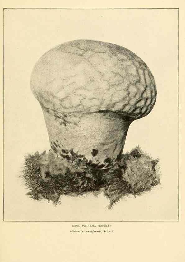 Reproducción/Reproduction 49345772326: The mushroom book.. New York,Doubleday, Page,1901.. 