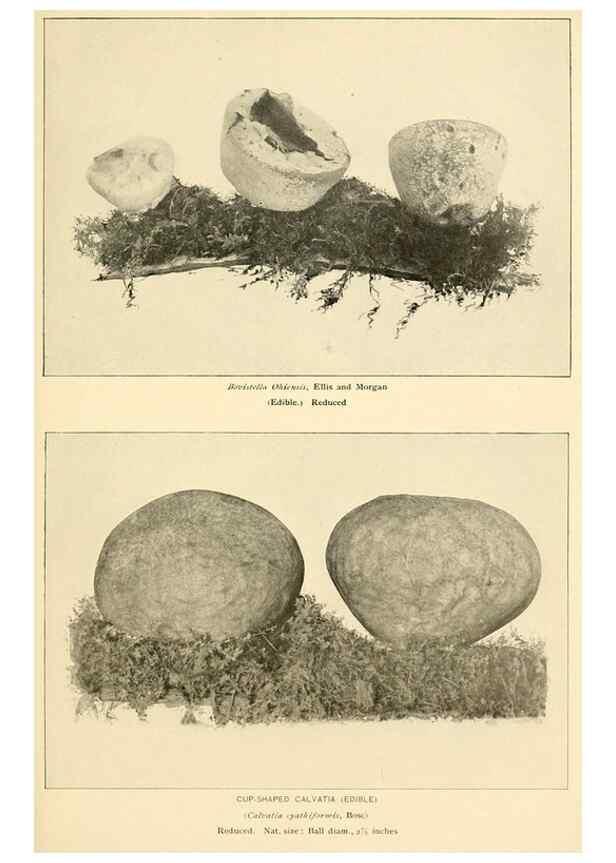 Reproducción/Reproduction 49345985557: The mushroom book.. New York,Doubleday, Page,1901.. 