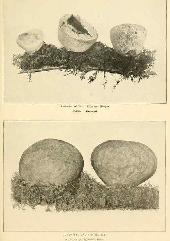 Reproducción/Reproduction 49345985557: The mushroom book.. New York,Doubleday, Page,1901.. 