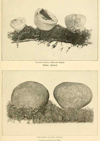 Reproducción/Reproduction 49345985557: The mushroom book.. New York,Doubleday, Page,1901.. 