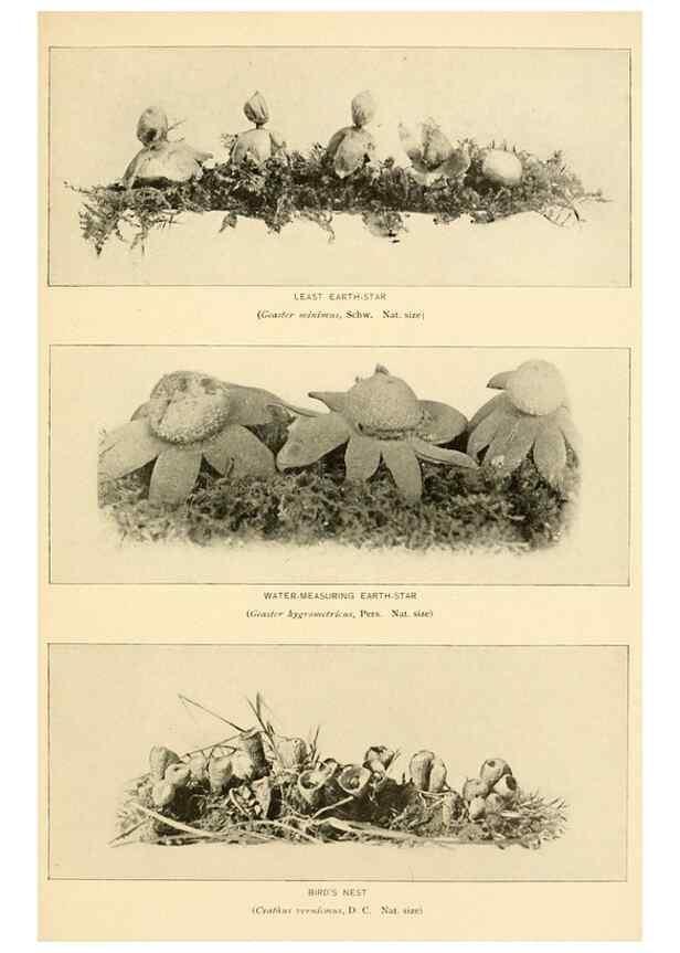 Reproducción/Reproduction 49345312683: The mushroom book.. New York,Doubleday, Page,1901.. 
