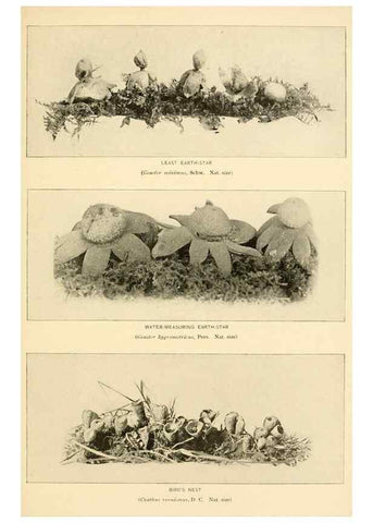 Reproducción/Reproduction 49345312683: The mushroom book.. New York,Doubleday, Page,1901.. 