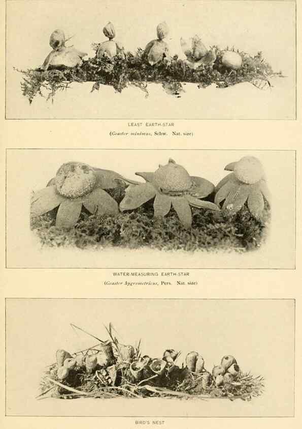 Reproducción/Reproduction 49345312683: The mushroom book.. New York,Doubleday, Page,1901.. 