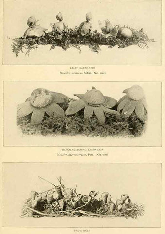 Reproducción/Reproduction 49345312683: The mushroom book.. New York,Doubleday, Page,1901.. 