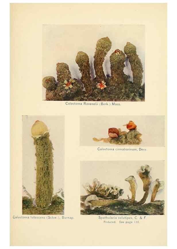 Reproducción/Reproduction 49345986407: The mushroom book.. New York,Doubleday, Page,1901.. 