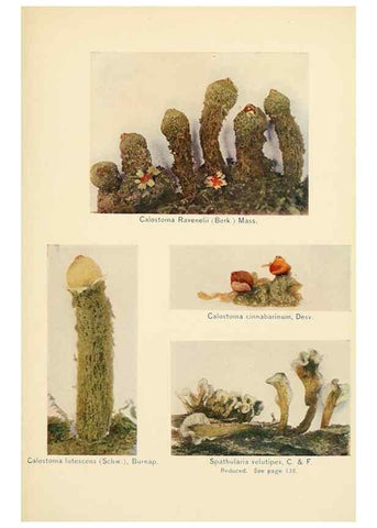 Reproducción/Reproduction 49345986407: The mushroom book.. New York,Doubleday, Page,1901.. 