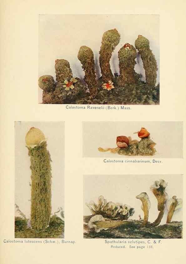 Reproducción/Reproduction 49345986407: The mushroom book.. New York,Doubleday, Page,1901.. 