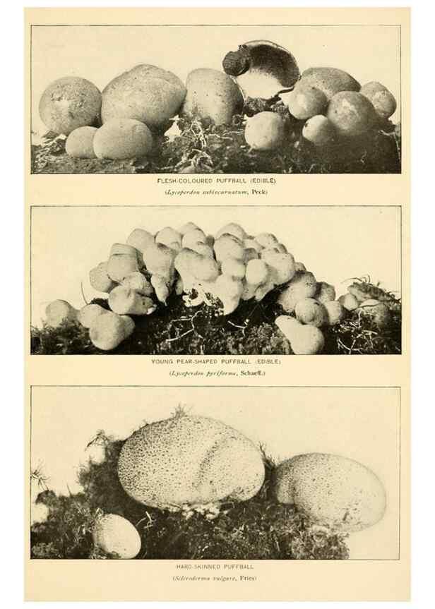 Reproducción/Reproduction 49345986767: The mushroom book.. New York,Doubleday, Page,1901.. 