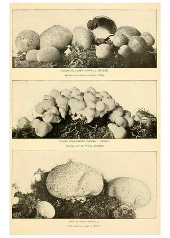 Reproducción/Reproduction 49345986767: The mushroom book.. New York,Doubleday, Page,1901.. 