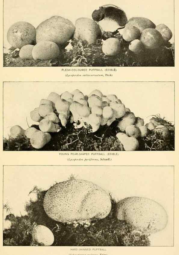 Reproducción/Reproduction 49345986767: The mushroom book.. New York,Doubleday, Page,1901.. 