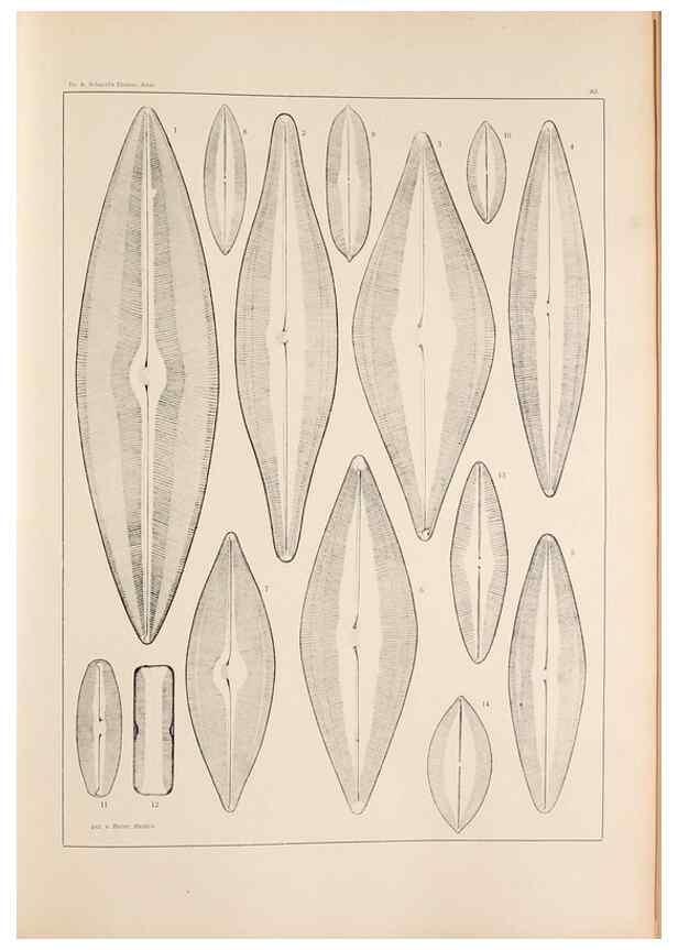 Reproducción/Reproduction 49352632892: Atlas der Diatomaceen-Kunde /. Leipzig :O.R. Reisland,[1874-19.. 