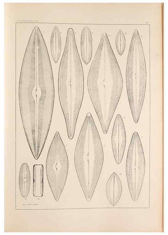 Reproducción/Reproduction 49352632892: Atlas der Diatomaceen-Kunde /. Leipzig :O.R. Reisland,[1874-19.. 