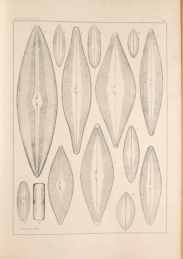 Reproducción/Reproduction 49352632892: Atlas der Diatomaceen-Kunde /. Leipzig :O.R. Reisland,[1874-19.. 