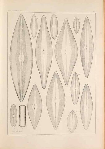 Reproducción/Reproduction 49352632892: Atlas der Diatomaceen-Kunde /. Leipzig :O.R. Reisland,[1874-19.. 