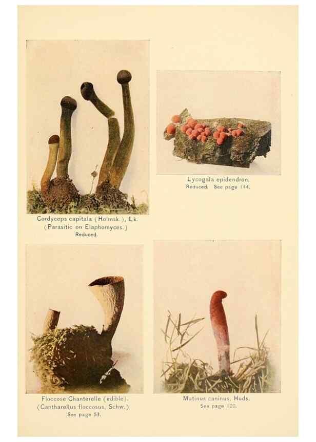 Reproducción/Reproduction 49345313893: The mushroom book.. New York,Doubleday, Page,1901.. 