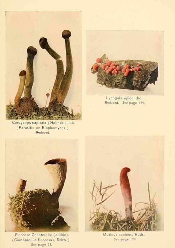 Reproducción/Reproduction 49345313893: The mushroom book.. New York,Doubleday, Page,1901.. 