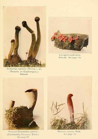 Reproducción/Reproduction 49345313893: The mushroom book.. New York,Doubleday, Page,1901.. 