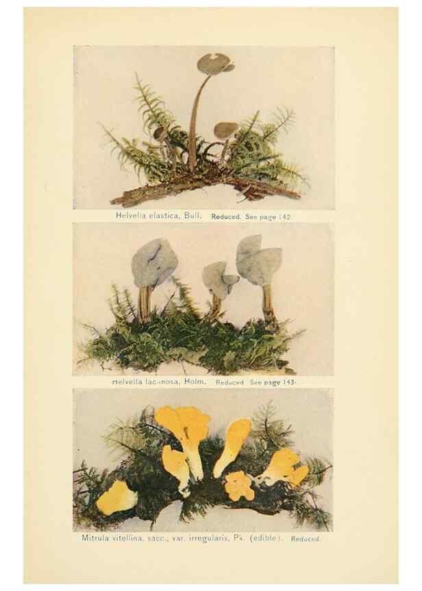 Reproducción/Reproduction 49345987967: The mushroom book.. New York,Doubleday, Page,1901.. 