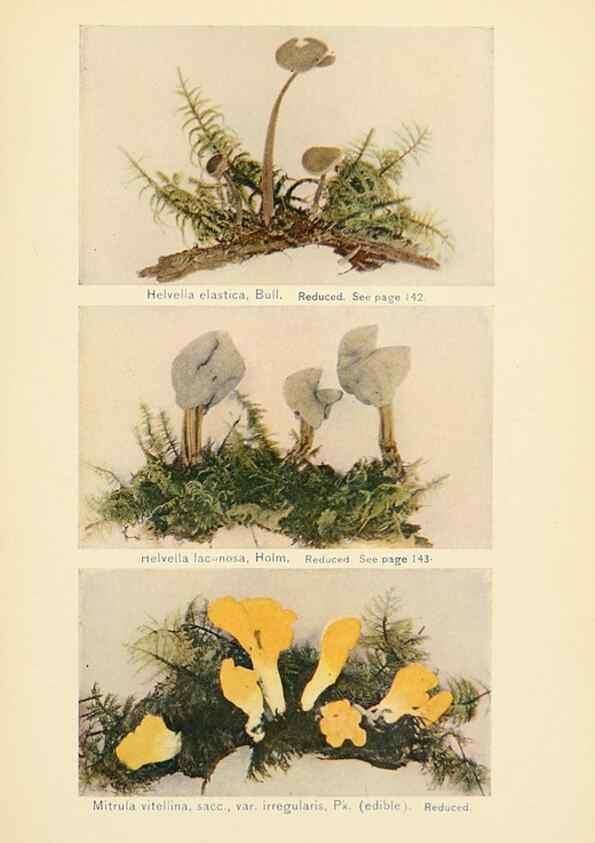 Reproducción/Reproduction 49345987967: The mushroom book.. New York,Doubleday, Page,1901.. 