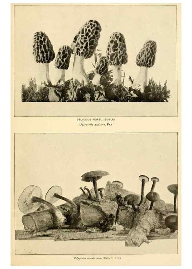 Reproducción/Reproduction 49345988277: The mushroom book.. New York,Doubleday, Page,1901.. 