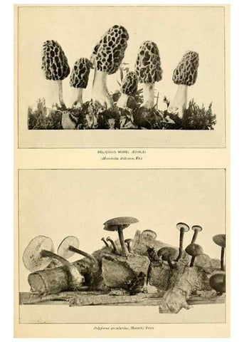 Reproducción/Reproduction 49345988277: The mushroom book.. New York,Doubleday, Page,1901.. 