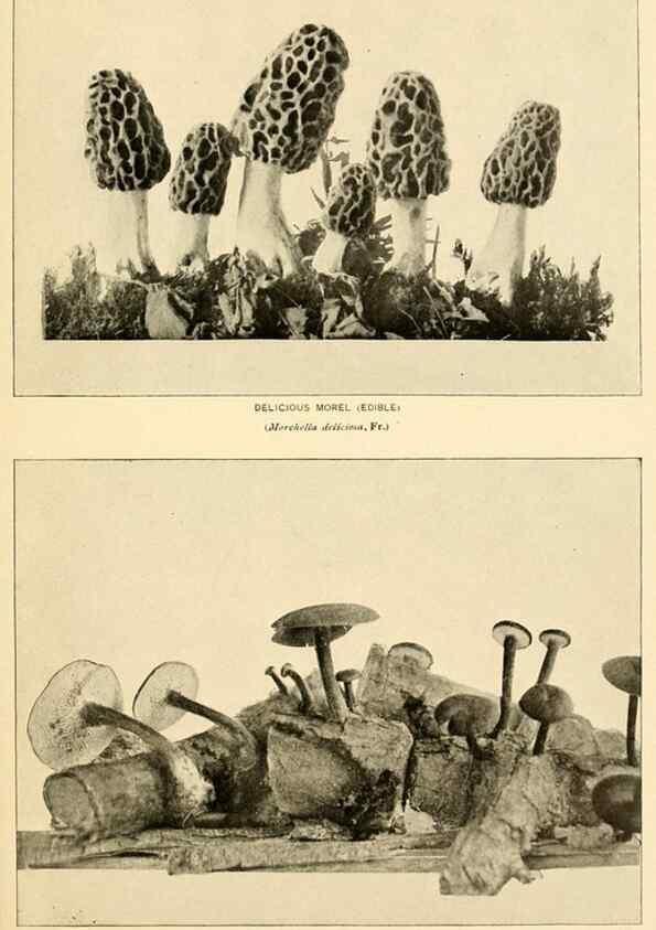 Reproducción/Reproduction 49345988277: The mushroom book.. New York,Doubleday, Page,1901.. 