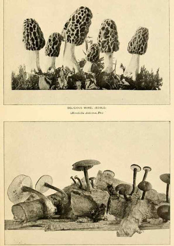 Reproducción/Reproduction 49345988277: The mushroom book.. New York,Doubleday, Page,1901.. 