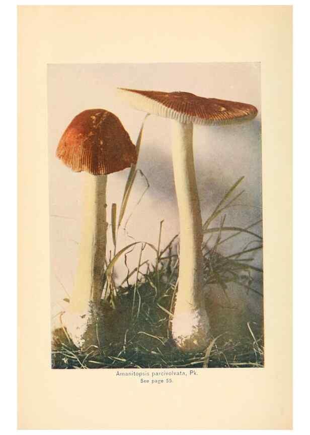Reproducción/Reproduction 49346021657: The mushroom book.. New York,Doubleday, Page,1901.. 