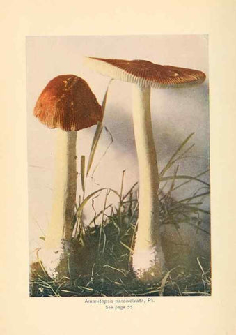 Reproducción/Reproduction 49346021657: The mushroom book.. New York,Doubleday, Page,1901.. 