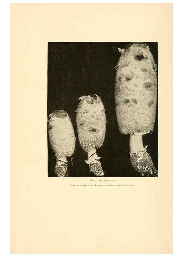 Reproducción/Reproduction 49345348578: The mushroom book.. New York,Doubleday, Page,1901.. 