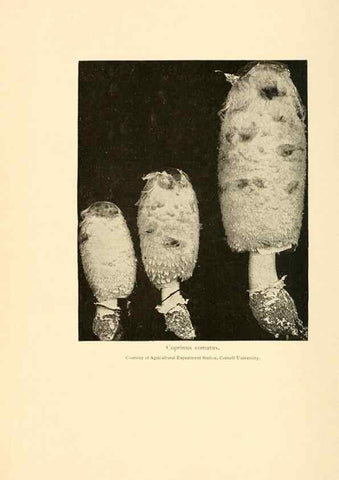 Reproducción/Reproduction 49345348578: The mushroom book.. New York,Doubleday, Page,1901.. 